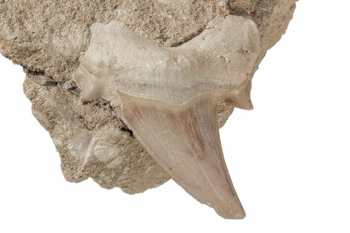 Otodus Shark Tooth Fossil in Rock - Eocene #215638